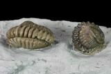 Two Enrolled Flexicalymene Trilobites - Cincinnati, Ohio #135533-3